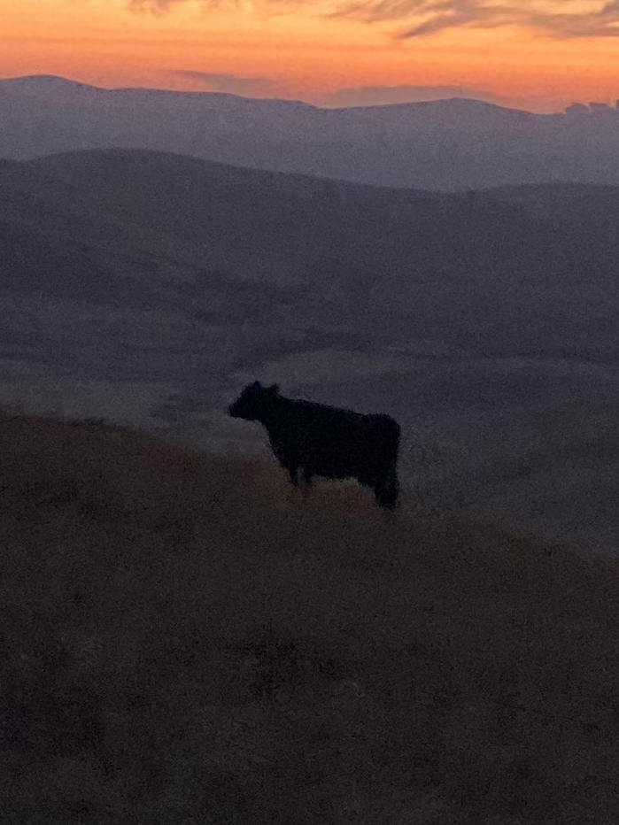 Full Beef: Grassfed Black Angus (LOCAL PICKUP ONLY)