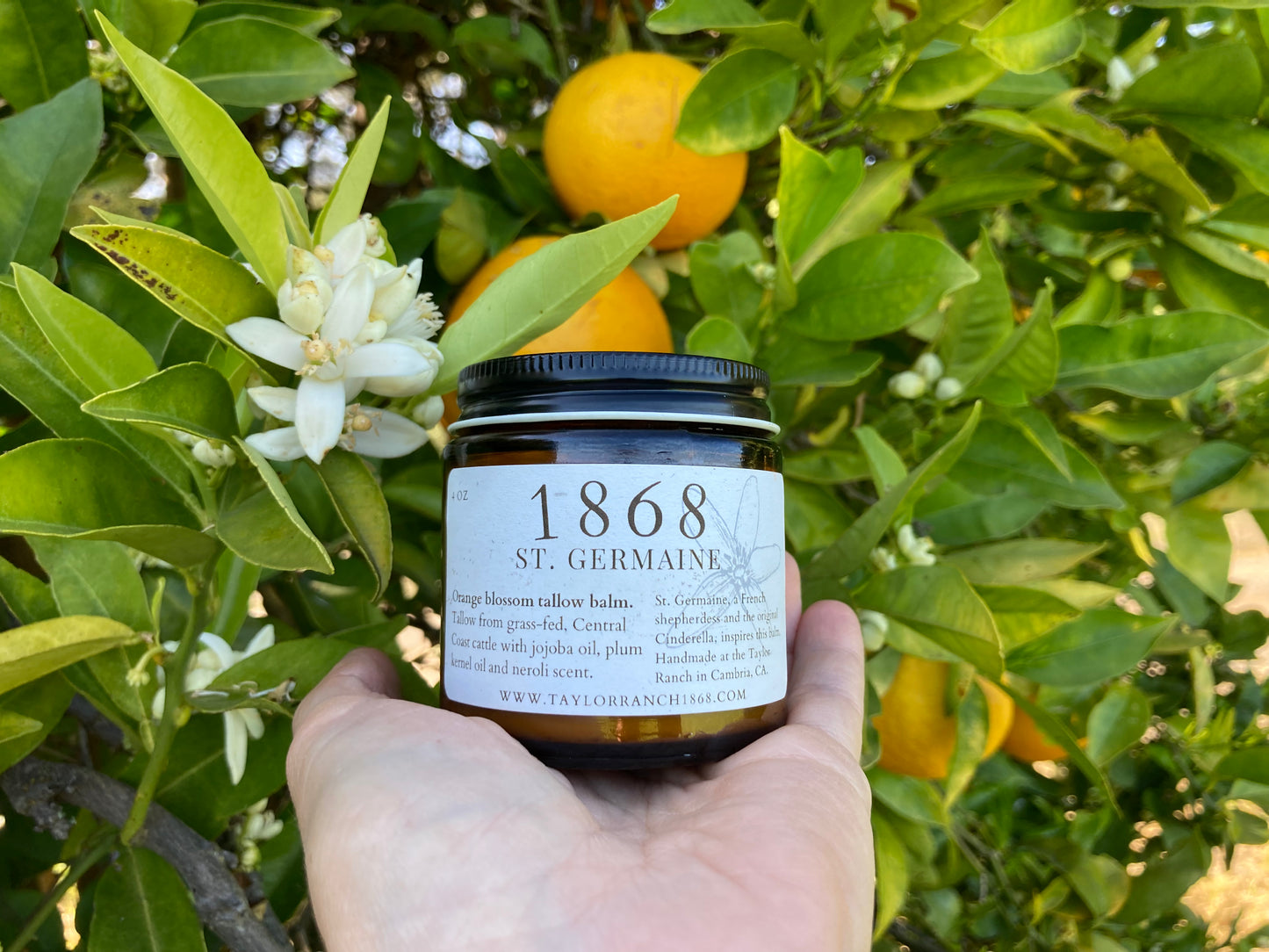 Orange Blossom Tallow Balm 2 oz.