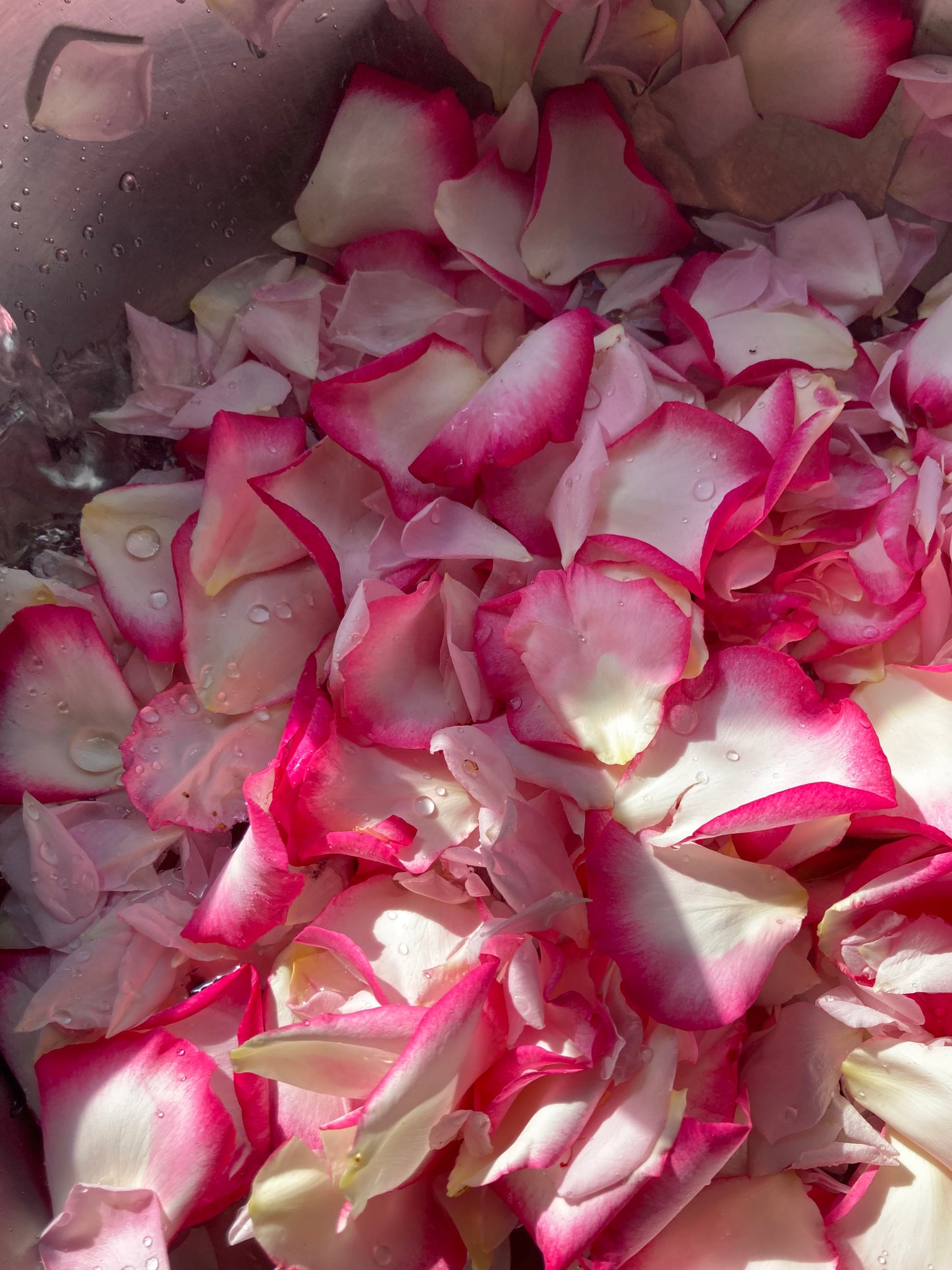 Rosewater Toner 4 oz.