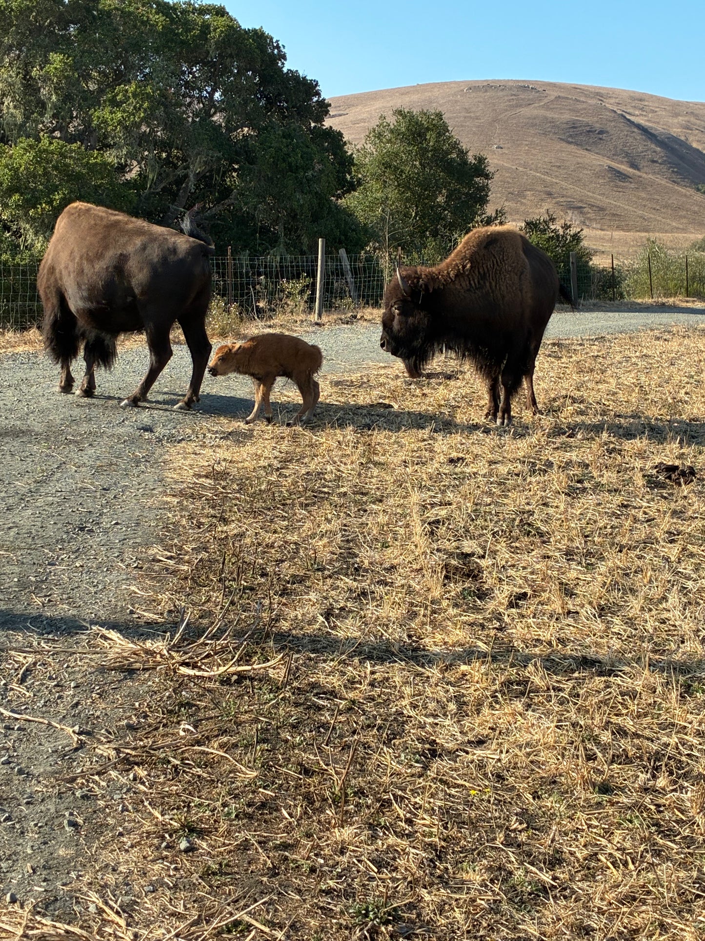 Ranch Bison 'Red Dog' Safari October 25
