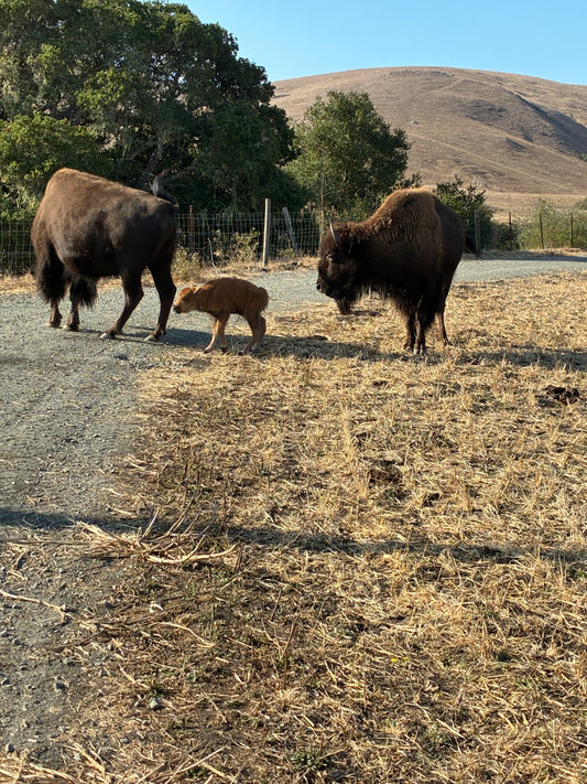 Ranch Bison 'Red Dog' Safari October 25
